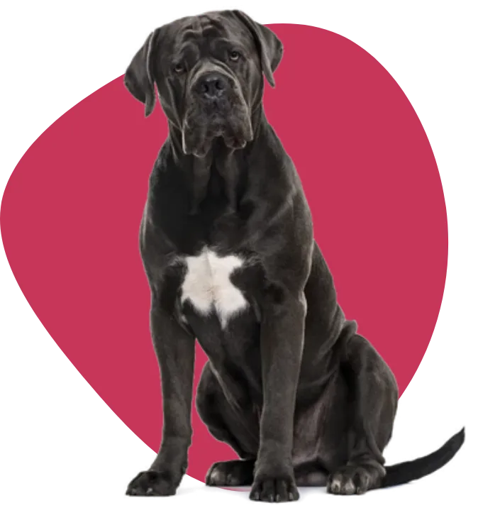 Siler's Cane Corso - Image of a Cane Corso in front of a red blob.