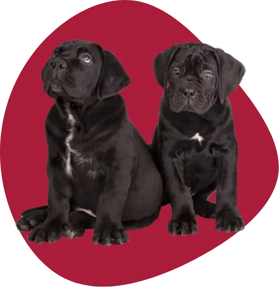 Siler's Cane Corso - Image of two Cane Corso puppies in front of a red blob.