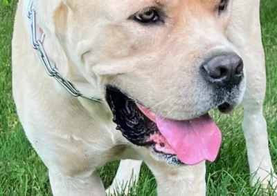 Cane Corso named Adonis.