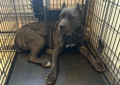 Cane Corso named Iceland.