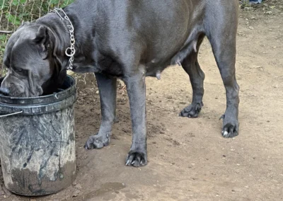 Cane Corso named Judah.