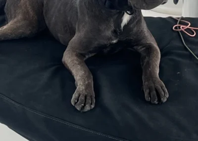 Cane Corso named Karma.