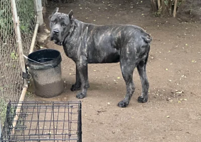 Messiah near her water bowl