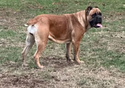 Cane Corso named Kenya.