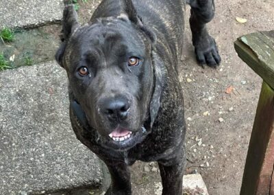 Cane Corso named Messiah.