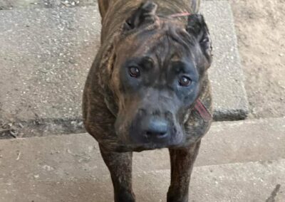 Cane Corso named Valkery.