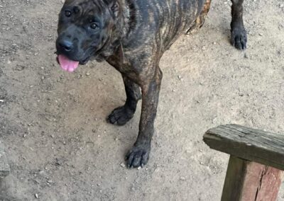 Cane Corso named Valkery.