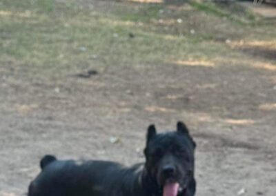 Cane Corso named Mecca.