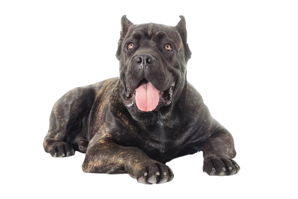 Siler's Cane Corso - Black Cane Corso Laying Down Image.